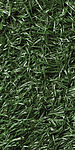 Green Green