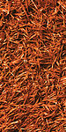 Orange Orange