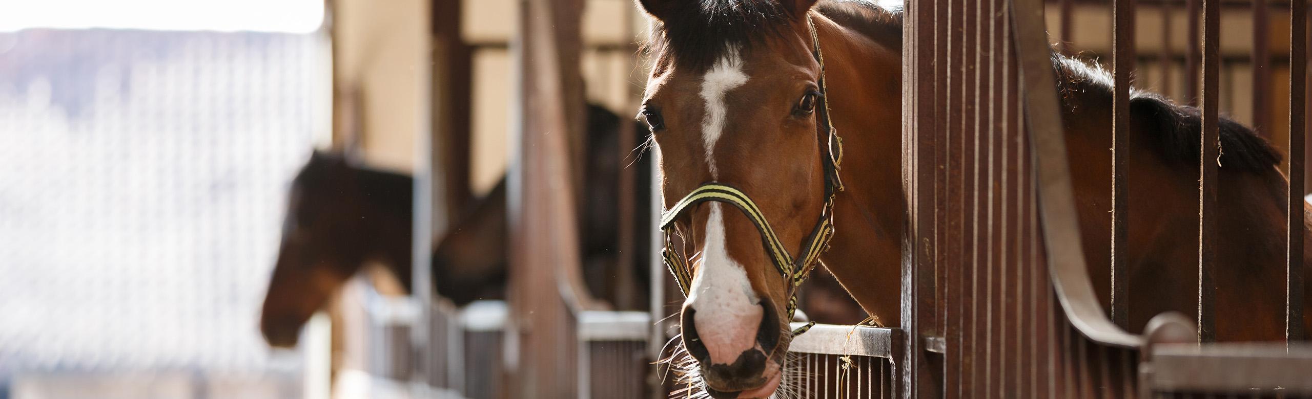 Horses in a stable that features REGUPOL rubber flooring. REGUPOL equine flooring is a great option for open stall boxes.