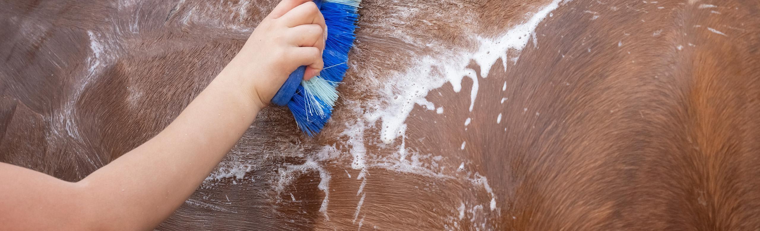 A horse being bathed on REGUPOL rubber flooring. The rubber flooring provides a non-slip environment that is the ideal surface for equine wash bays.